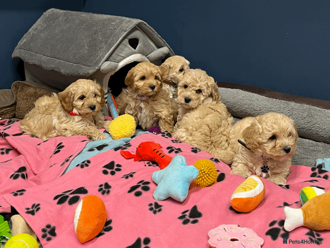 Cavapoochon dogs for sale: Cavapoochon puppies ready for new forever home💕 - Advert 5