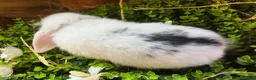 Mini Lop rabbits for sale: Gorgeous pure Mini lops and mini lion lops  - Advert 4