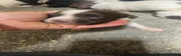 English Springer Spaniel dogs for sale: Outstanding KC Registered Springer Spaniel Puppies - Advert 3