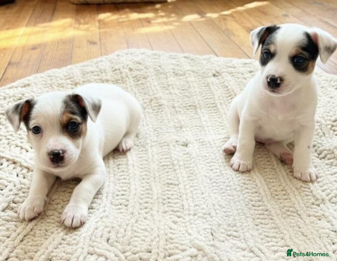 Jack Russell dogs for sale: Jack Russell puppies  - Advert 2