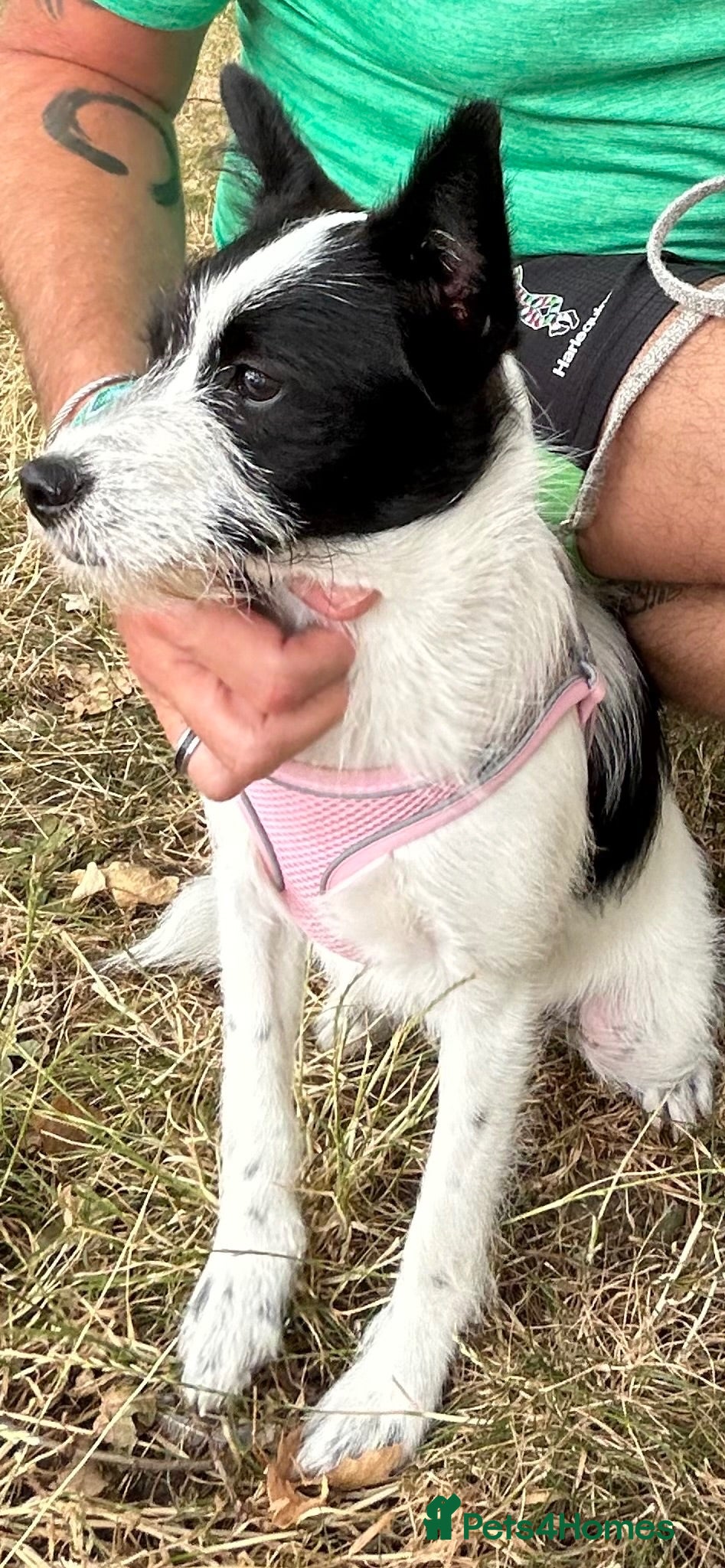 Mixed Breed dogs Loving Friendly 8 month old puppy - Advert 3