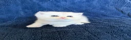 Scottish Fold cats for sale: Beautiful Scottish Fold & Straight Kittens - Advert 33