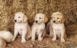 Golden Retriever dogs for sale: Beautiful Golden & Cream Retrievers ready nowy  - Image 1