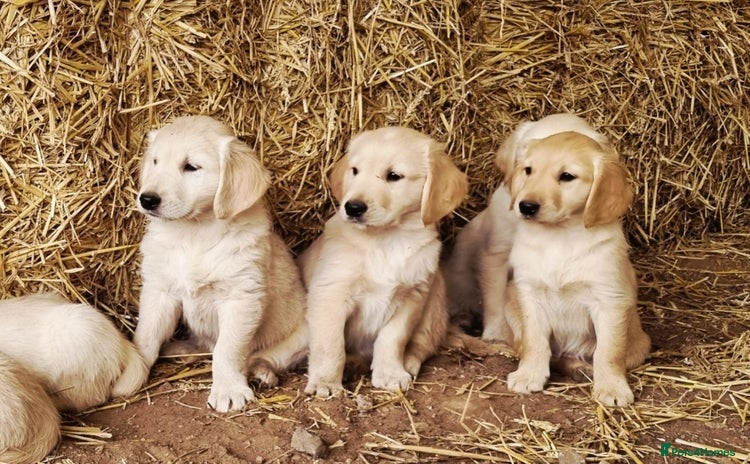 Golden Retriever dogs - Advert 1