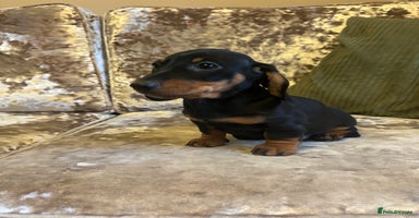 Miniature Dachshund dogs - Advert 9