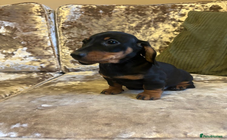 Miniature Dachshund dogs - Advert 3
