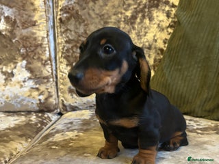Miniature Dachshund dogs - Advert 2