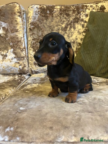 Miniature Dachshund dogs - Advert 3