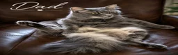Maine Coon cats for sale: Maine coon x kittens 🐈‍⬛  - Advert 5