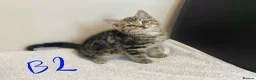 European cats for sale: Beautiful kittens for sale - Advert 6