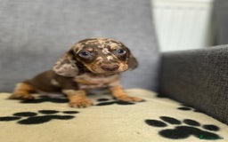 Dachshund dogs for sale: Miniature Dachshund puppies  - Image 6