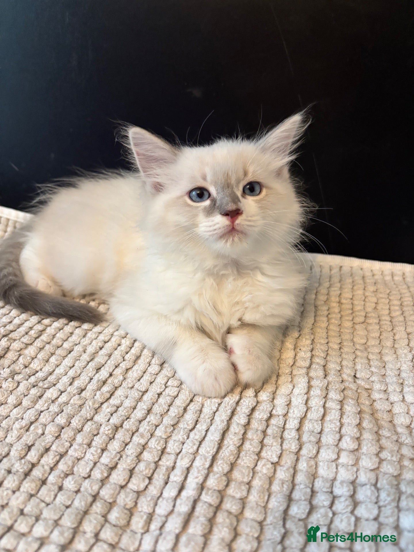 Ragdoll cats lAST Extremely  loving playful gorgeous RAGDOLL  - Advert 10