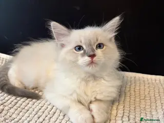 Ragdoll cats lAST Extremely loving playful gorgeous RAGDOLL - Advert 10