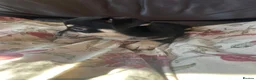 Chihuahua dogs for sale: 5 Beautiful Chihuahua Puppies For Sale  - Advert 20