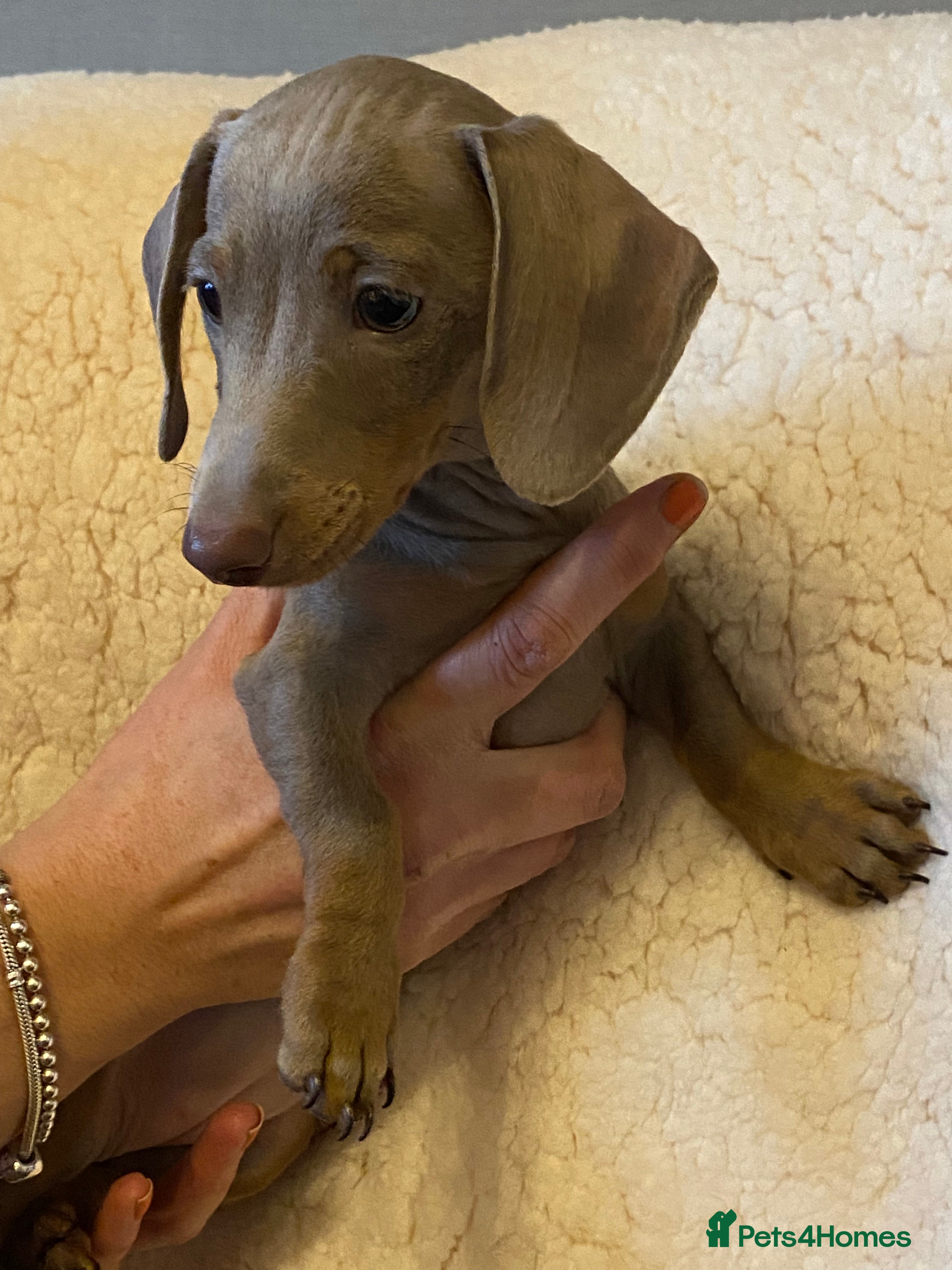 Miniature Dachshund dogs 1 KC Dacshund Girl READ NOW! - Advert 5