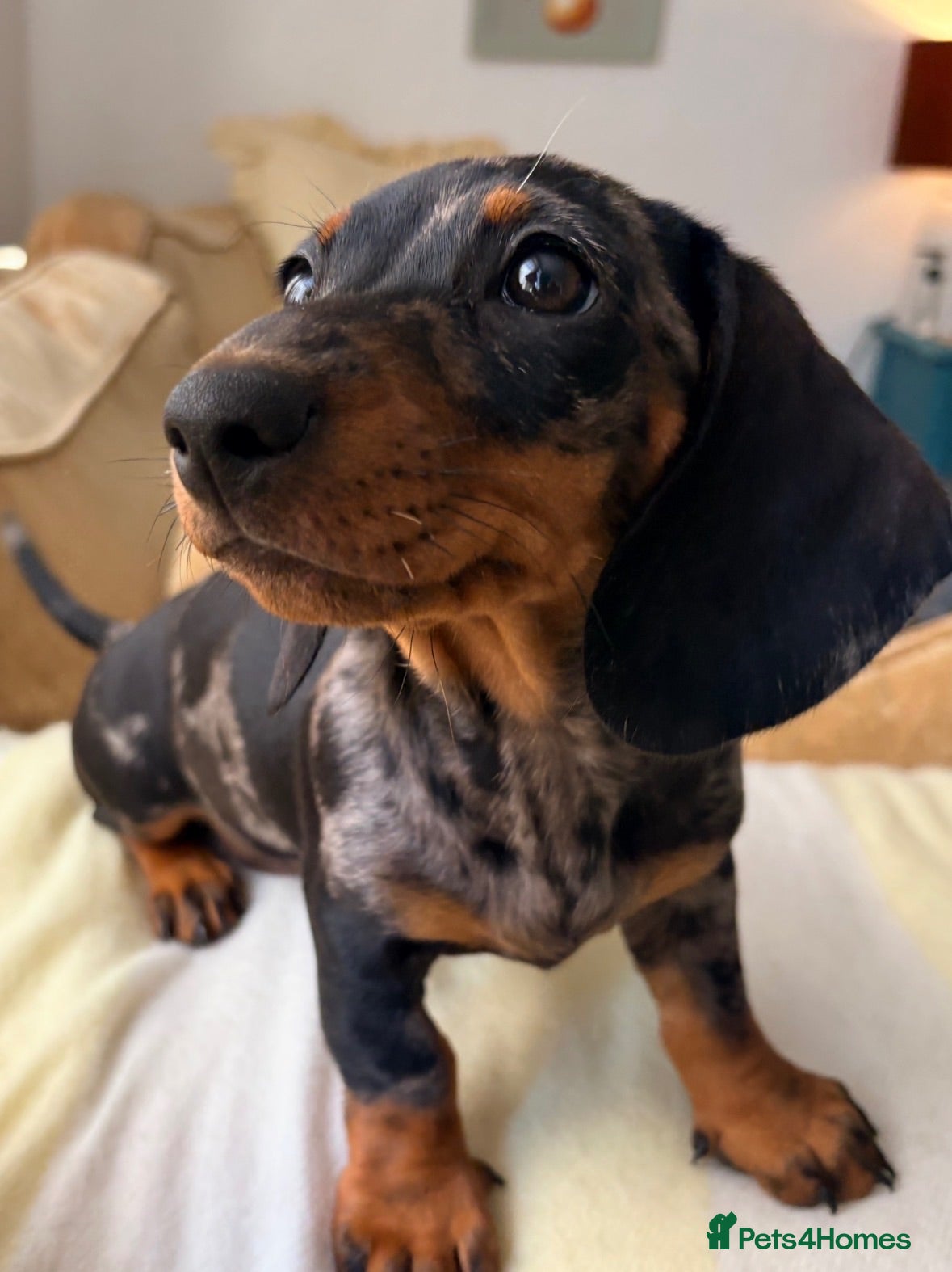 Dachshund dogs Dachund dapple girl - Advert 3