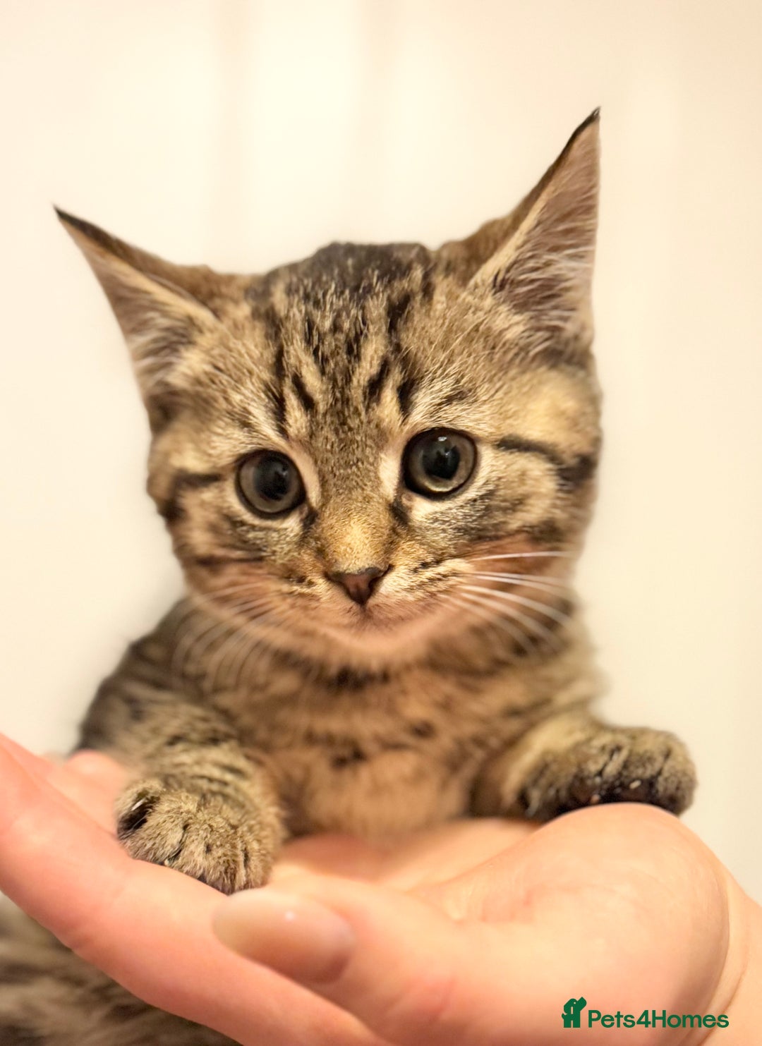 Savannah cats for sale: Stunning Savannah Cross kittens, ready now - Advert 4