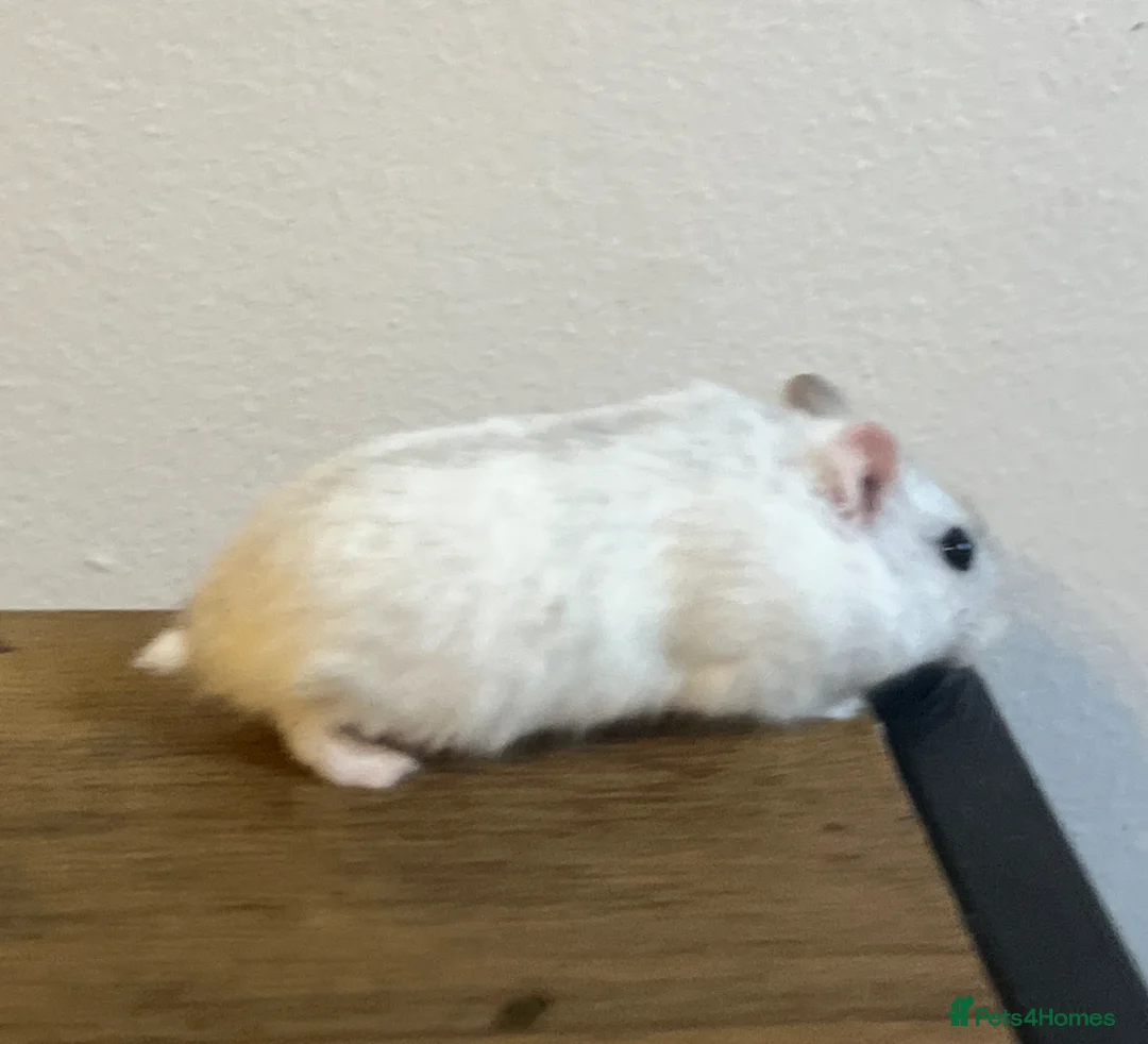 Hamster rodents for sale: Winter white dwarf hamster  in Manchester - Advert 2