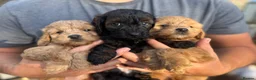 Cockapoo dogs for sale: Cockapoo puppies F1B - Advert 15