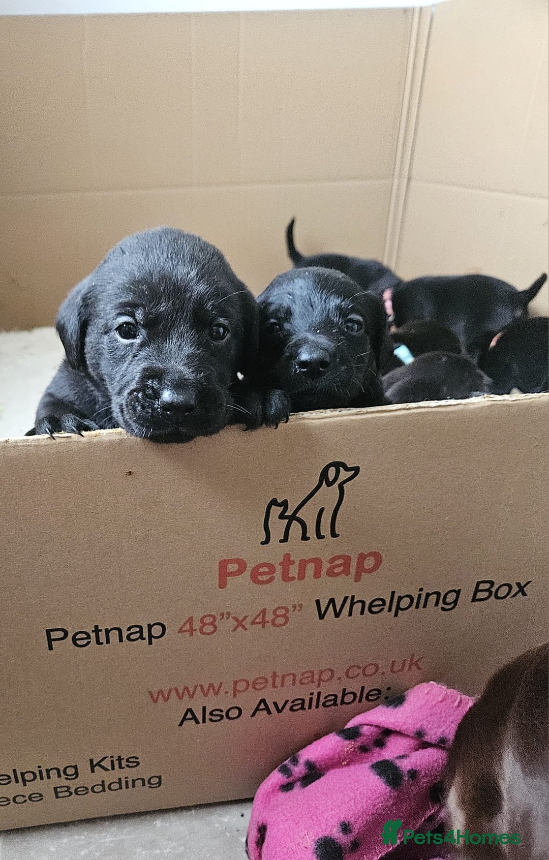 Labrador Retriever dogs for sale: Chunky Family Labrador Puppies  - Image 6