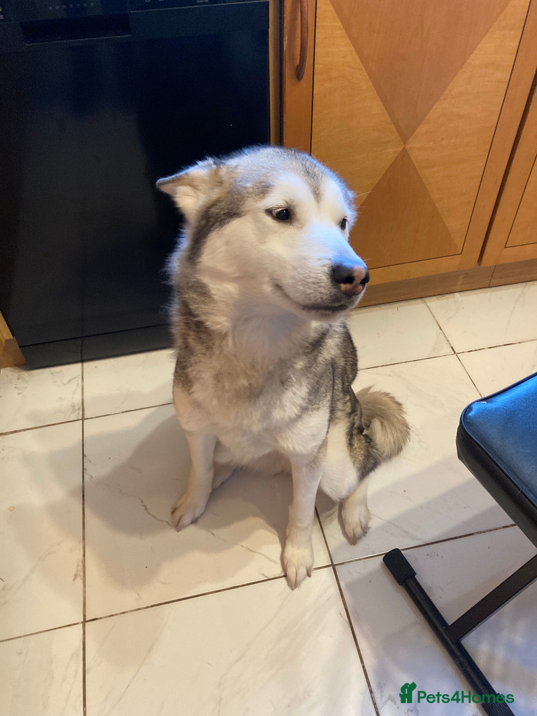 Mixed Breed dogs for sale: Alaskan malamute cross husky - Advert 3