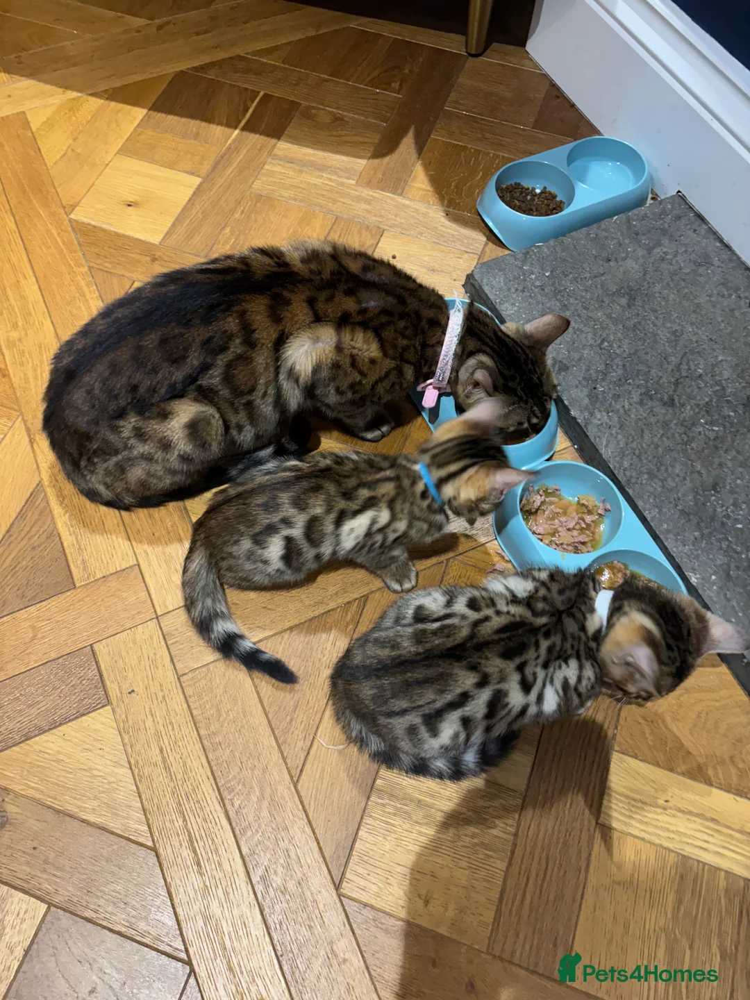 Bengal cats for sale: Pure bread Bengals - Advert 23