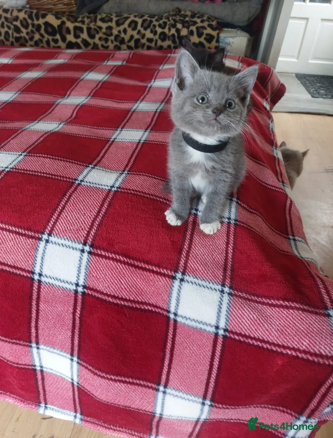 British Shorthair cats for sale: Beatiful Mix-Breed Kittens  in Croydon - Advert 7