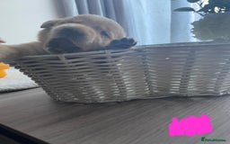 Labrador Retriever dogs for sale: Beautiful chunky yellow  Labrador puppy’s  - Image 6