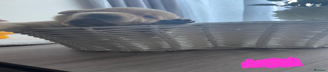 Labrador Retriever Puppy 5