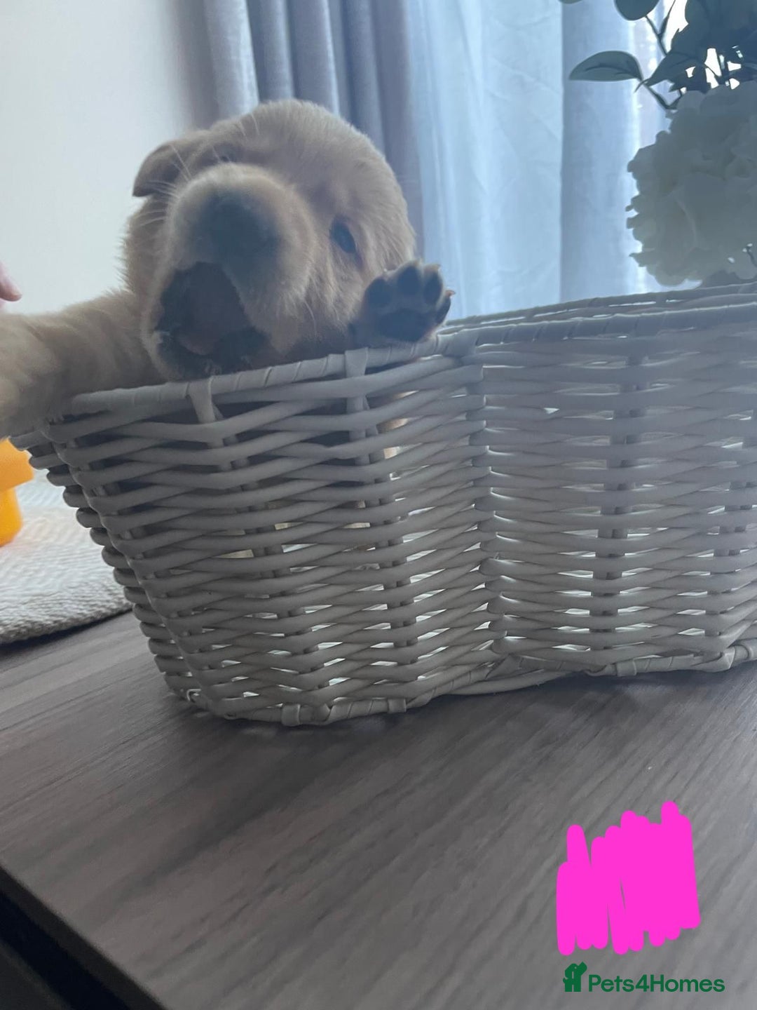 Labrador Retriever dogs for sale: Beautiful chunky yellow  Labrador puppy’s  - Image 6