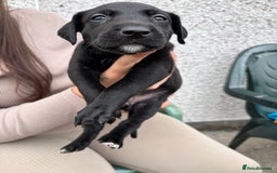 Lurcher dogs for sale: Bull X pups!  - Image 8