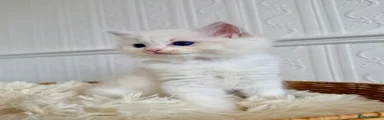 Ragdoll 5
