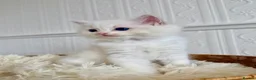 Ragdoll cats for sale: ✨ Exceptional Ragdoll Kittens Ready to leave ✨ - Advert 26