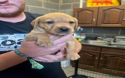 Labrador Retriever dogs for sale: Beautiful Red Fox Labrador Pups – 4 Boys & 4 Girls - Image 12