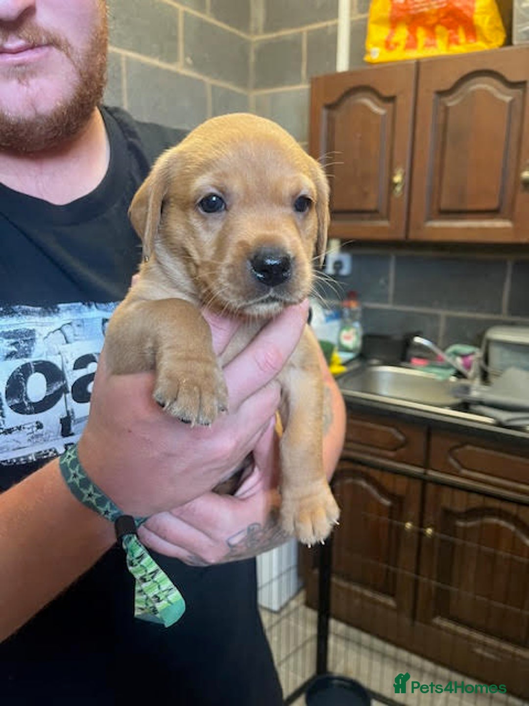 Labrador Retriever dogs for sale: Beautiful Red Fox Labrador Pups – 4 Boys & 4 Girls - Image 12