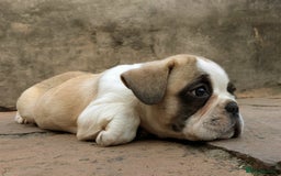 French Bulldog dogs for sale: REDUCED One Gorgeous Boy Frenchie left🐾 - Image 4