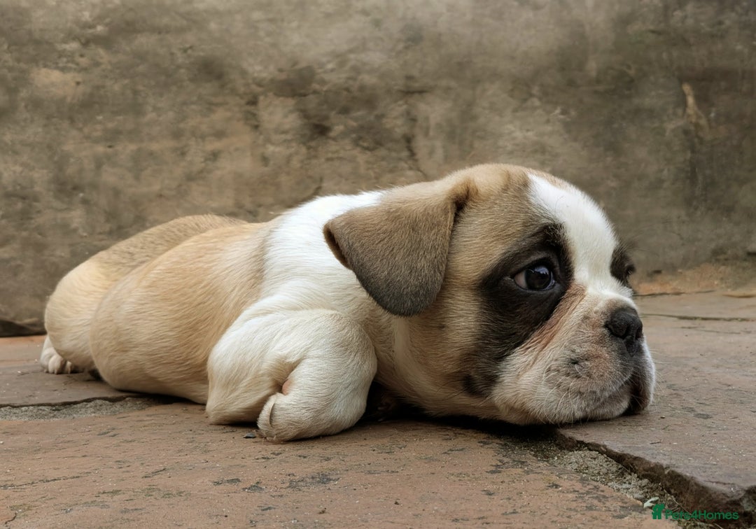 French Bulldog dogs for sale: REDUCED One Gorgeous Boy Frenchie left🐾 - Image 4