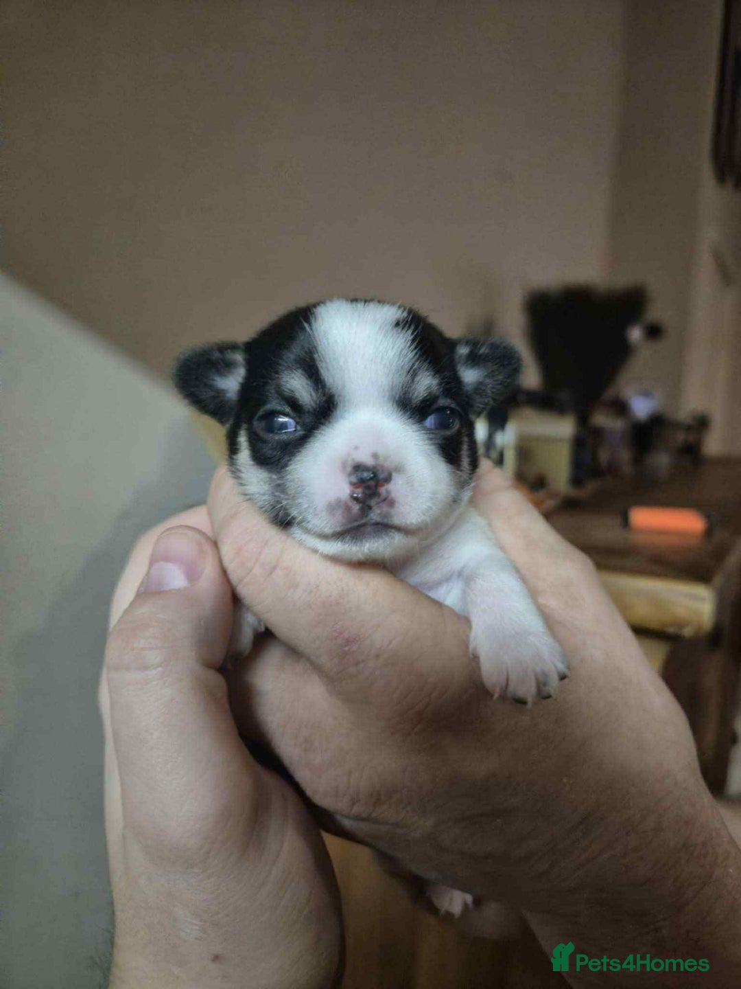 Chihuahua dogs for sale: ⭐️⭐️⭐️Chihuahuas for sale  - Advert 3