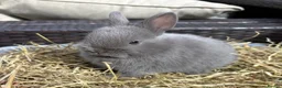 Netherland Dwarf rabbits for sale: Netherland dwarf Babies  - Advert 5