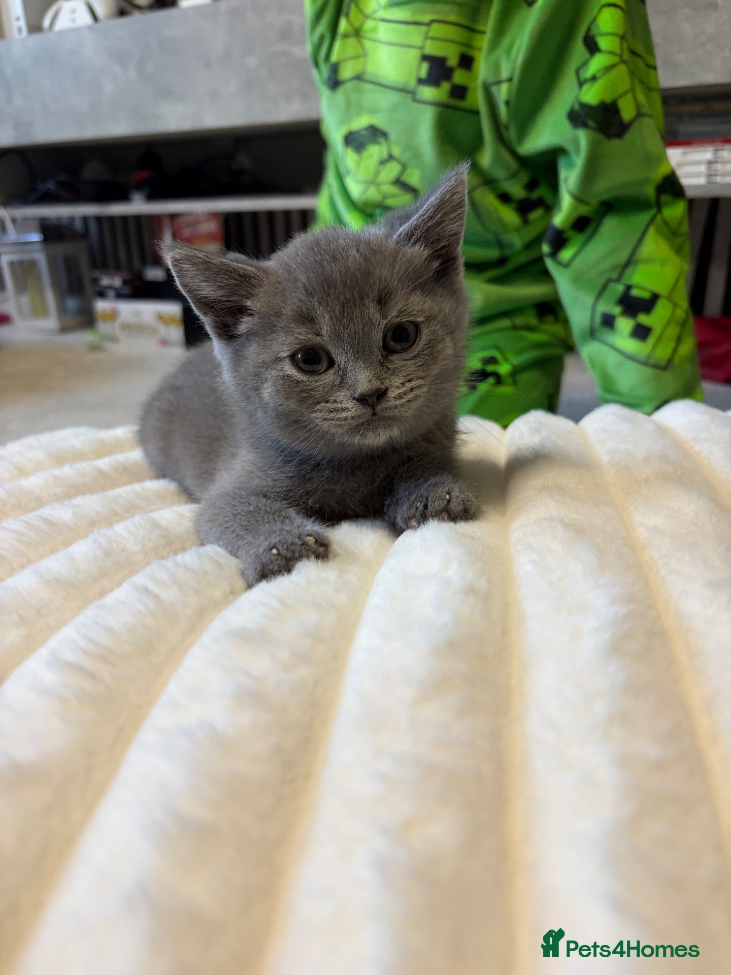 British Shorthair cats Bsh kittens - Advert 11