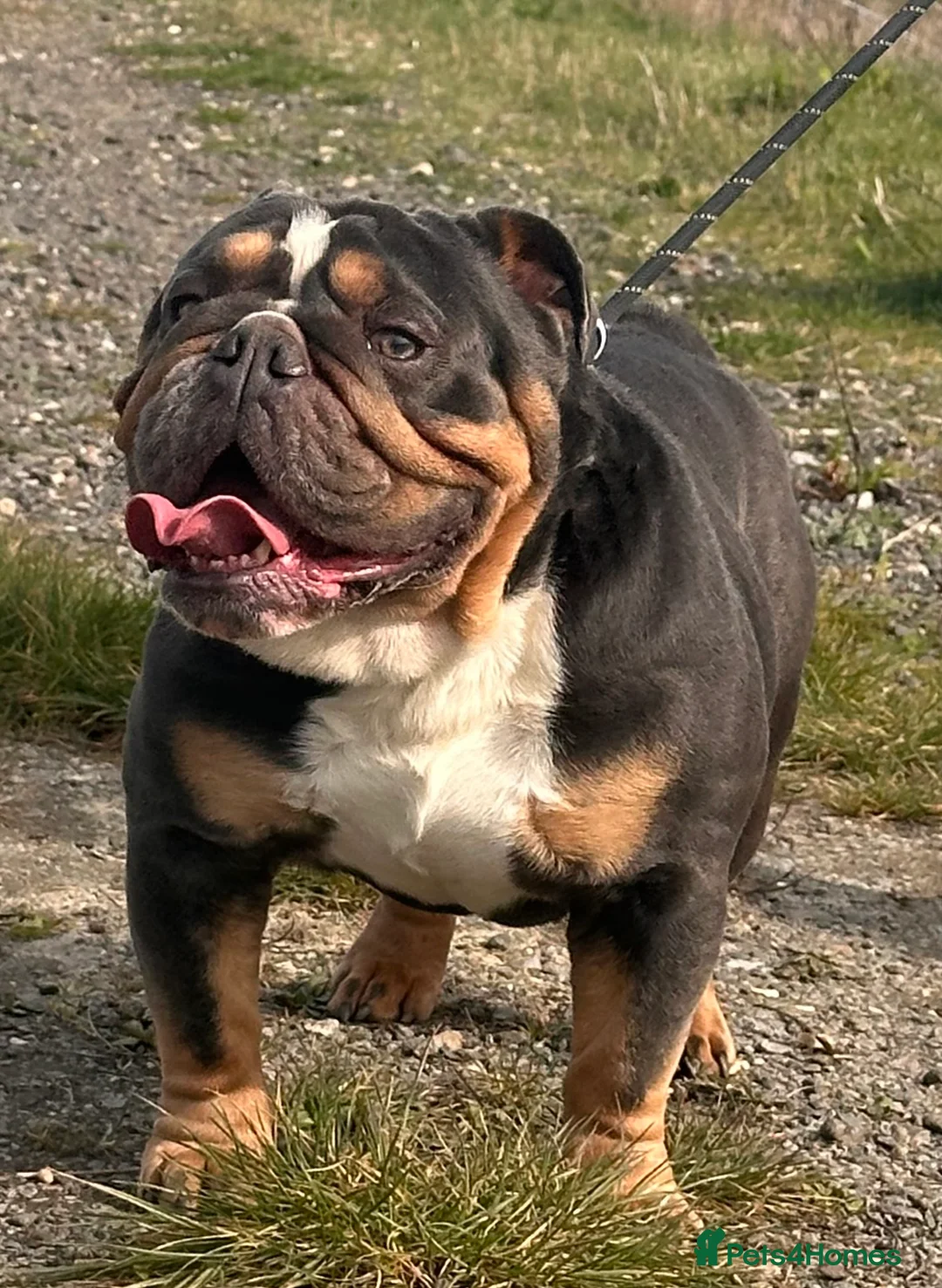 English Bulldog dogs for stud: Blue Tri stud boy health tested clear - Advert 2