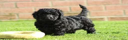 Cavapoochon dogs for sale: Beautiful Cavapoochon puppies for sale - Advert 7