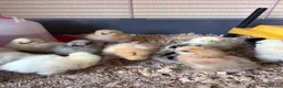 Chickens poultry for sale: Silkie Chicks - Advert 4