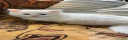 Siberian cats for sale: Beautiful Blue-Eyed Siberian Kittens – Boy & Girl - Advert 5