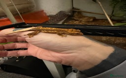 Gecko reptiles for sale: Crested gecko babies  - Image 2