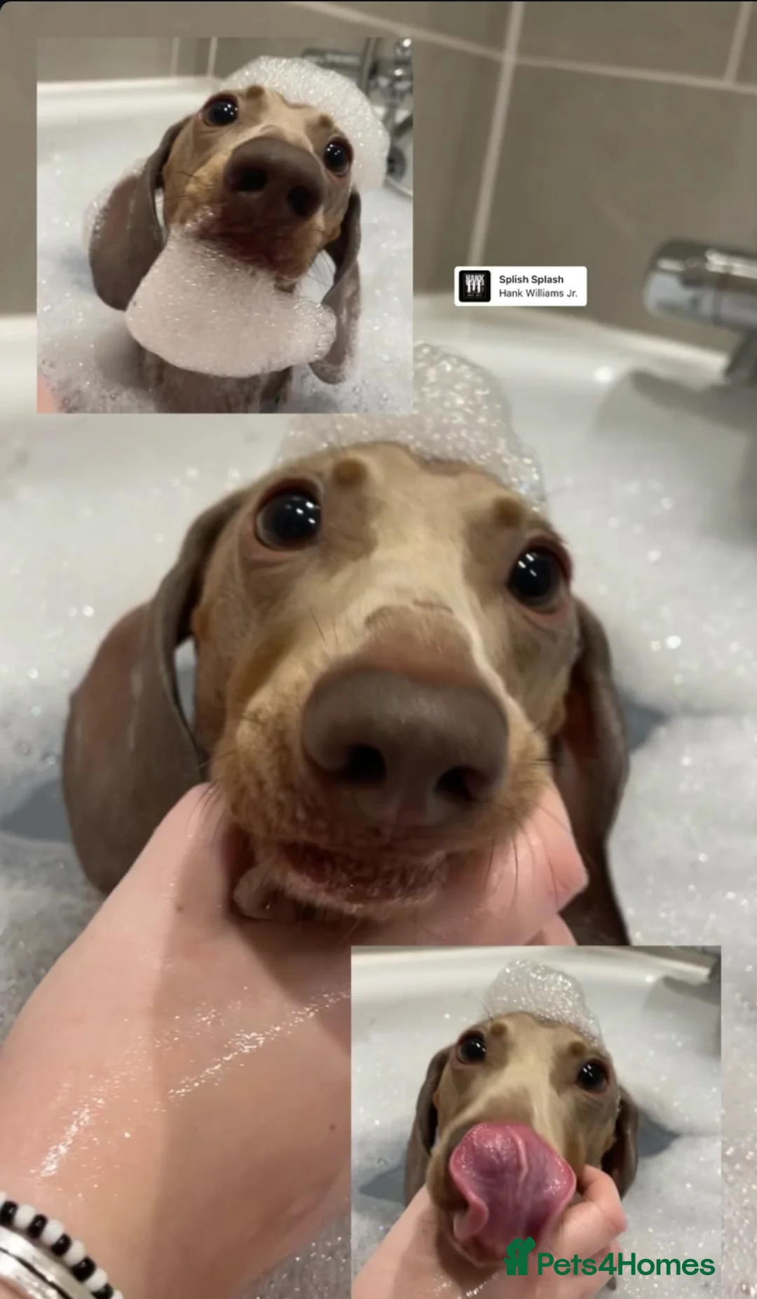 Miniature Dachshund dogs for stud: Max isabelle dachshund for stud - Advert 2