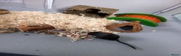 Gerbil rodents for sale: Male Gerbil/Gerbil(s) for sale - Advert 5
