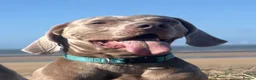 Weimaraner dogs for stud: ‘Jake’ handsom, friendly Stud KC reg.  in Liverpool - Advert 6