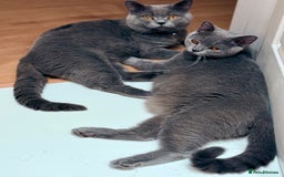 British Shorthair cats for sale: Beautiful British shorthair boy 🩵 - Image 6