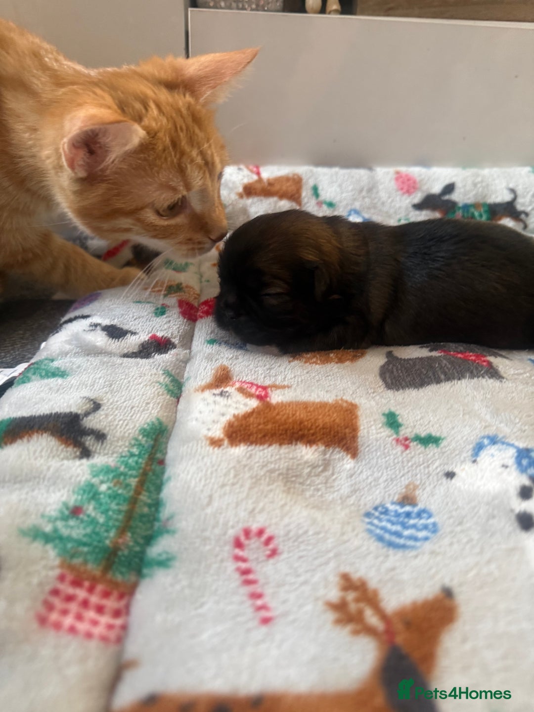 Shih Tzu dogs for sale: Gorgeous Shih Tzu Babies, ready from 14 Febuary.  - Advert 10